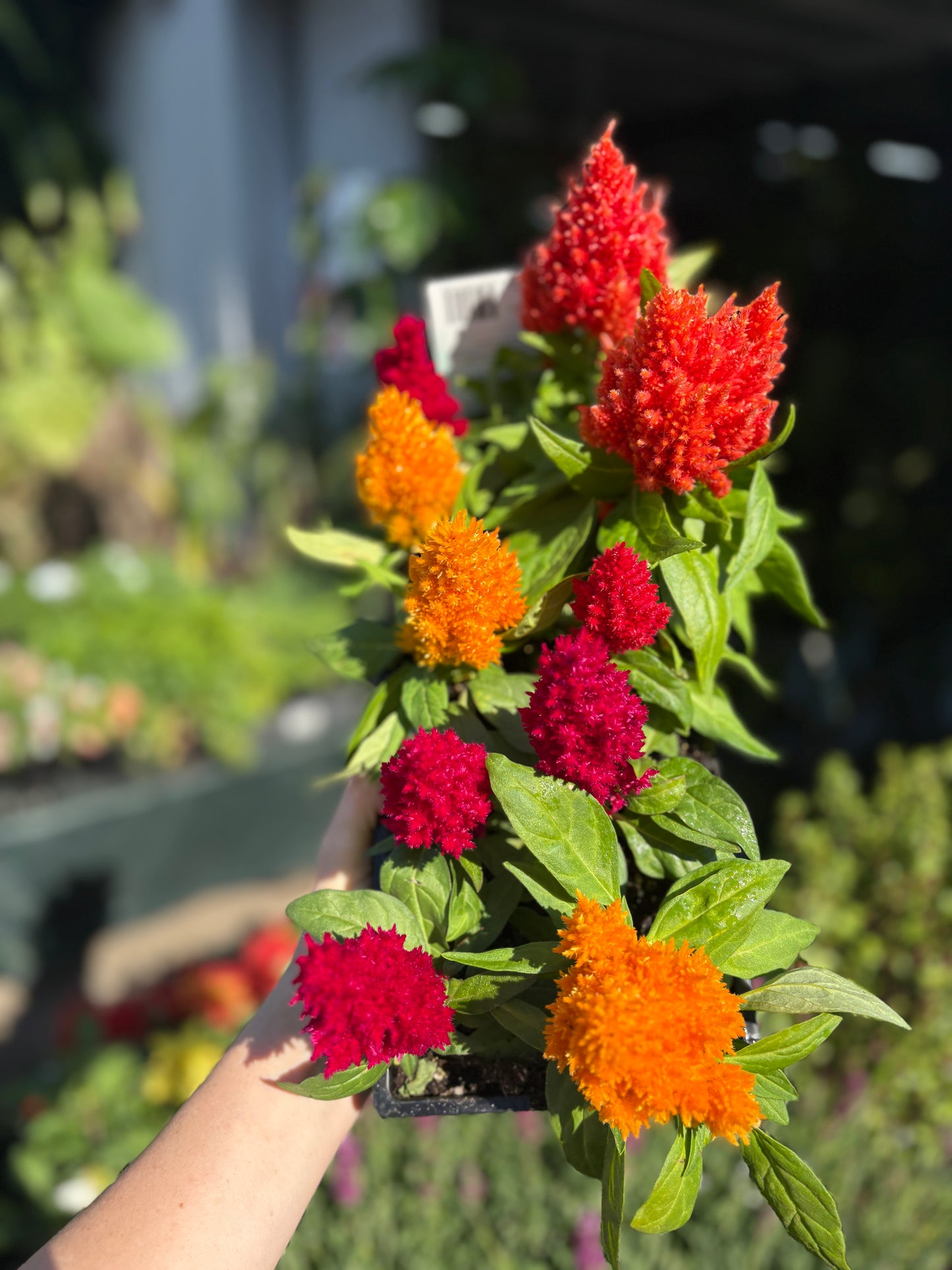 Celosia ‘Ice Cream’ 10 pack