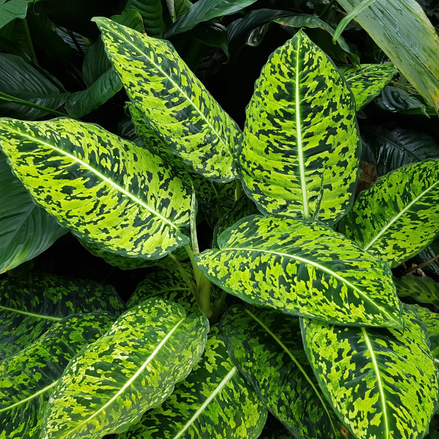 Dieffenbachia Reflector