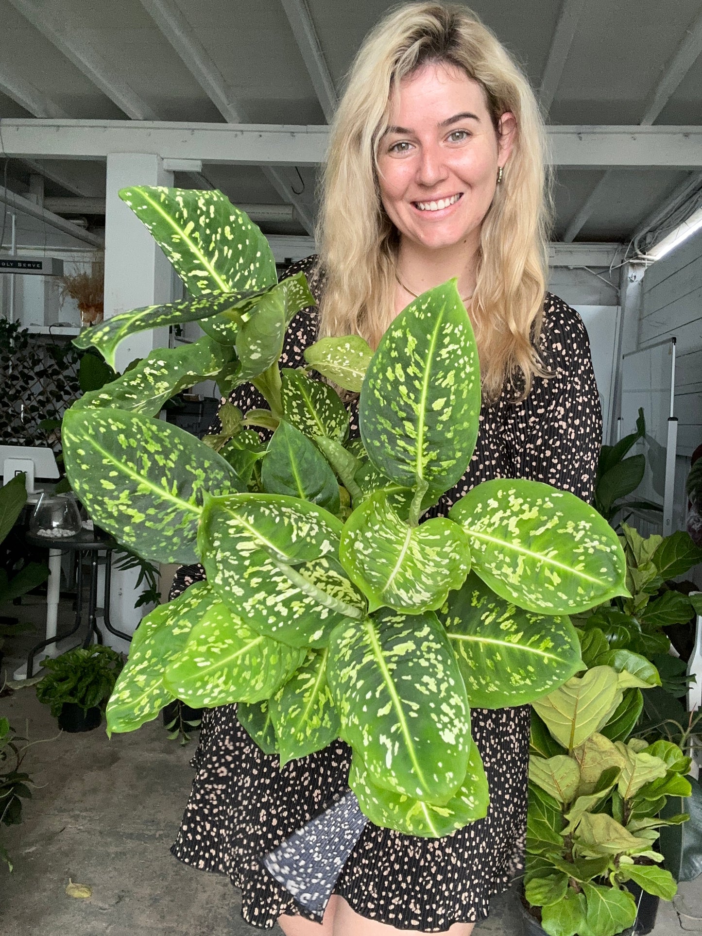 Dieffenbachia