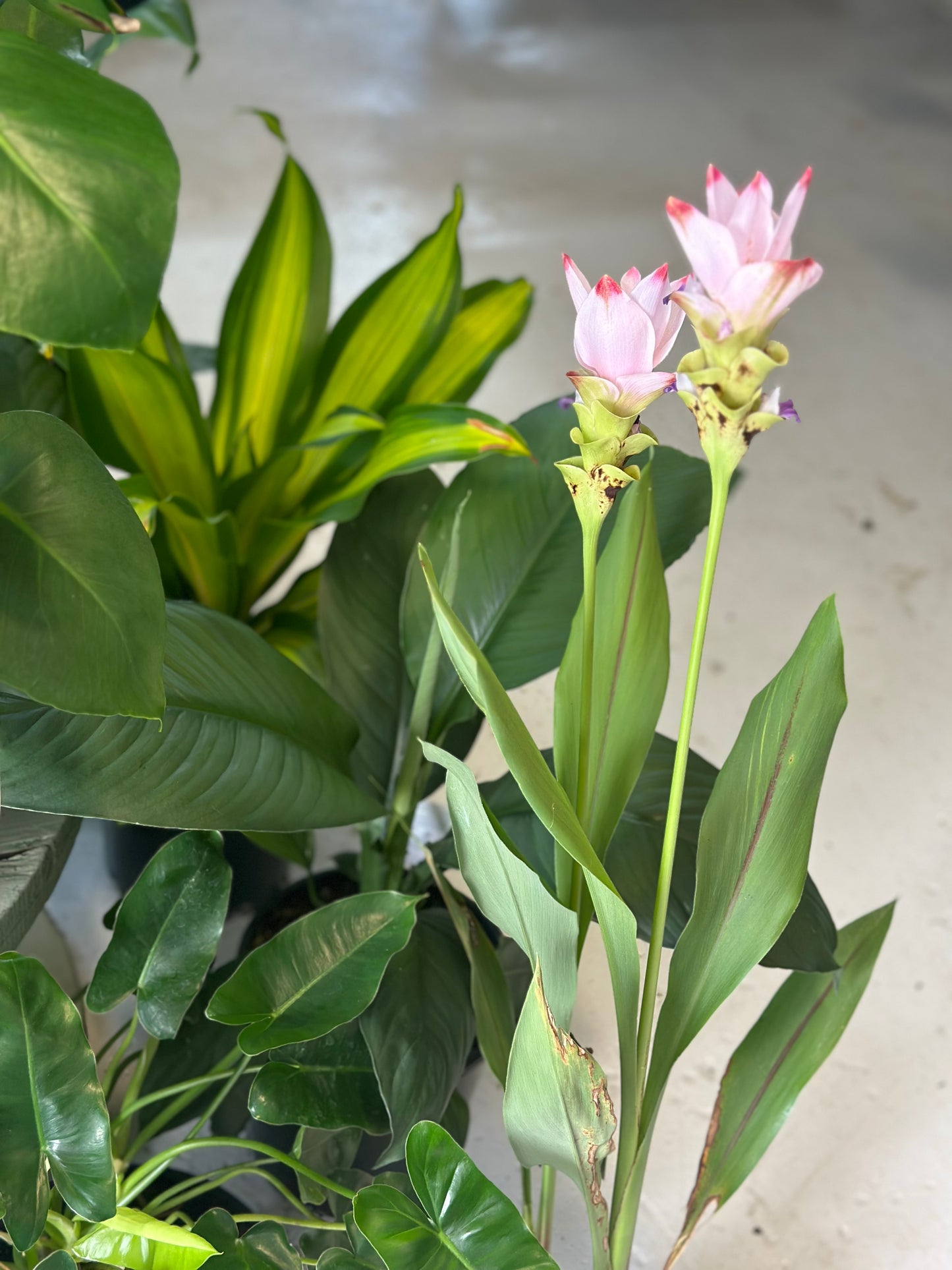 Curcuma Siam