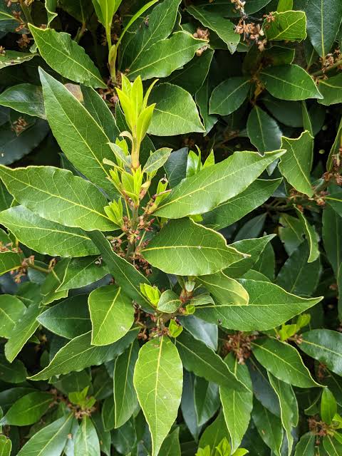 Bay Leaf Tree