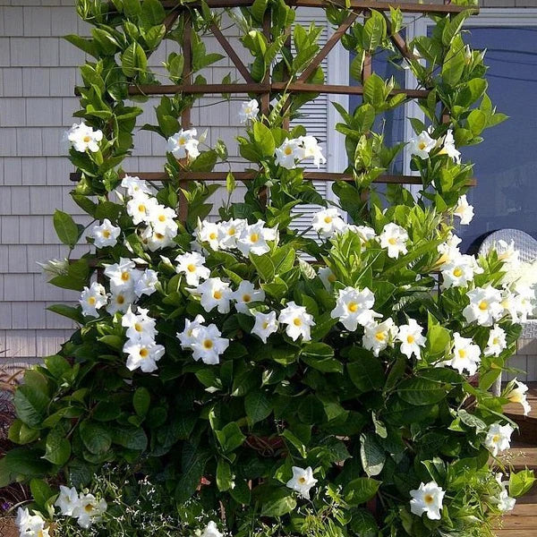 Mandevilla Diamantina ‘Jade White’