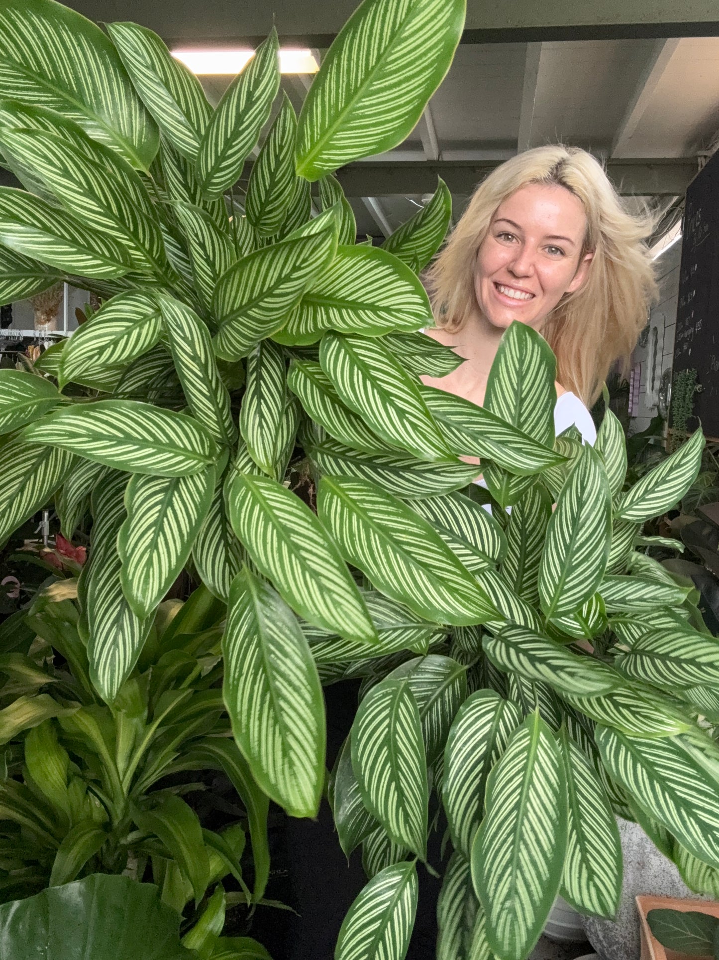 Calathea Vittata
