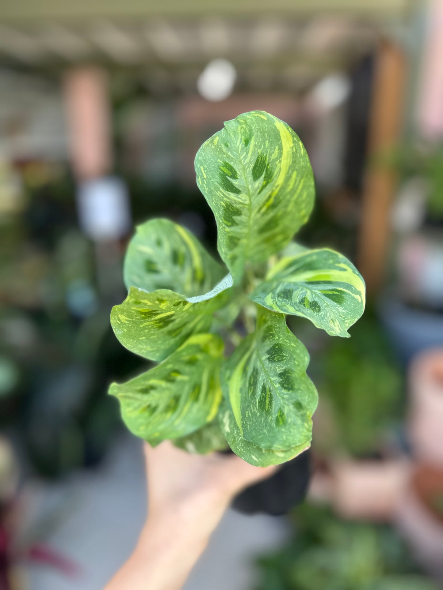 Maranta Variegated