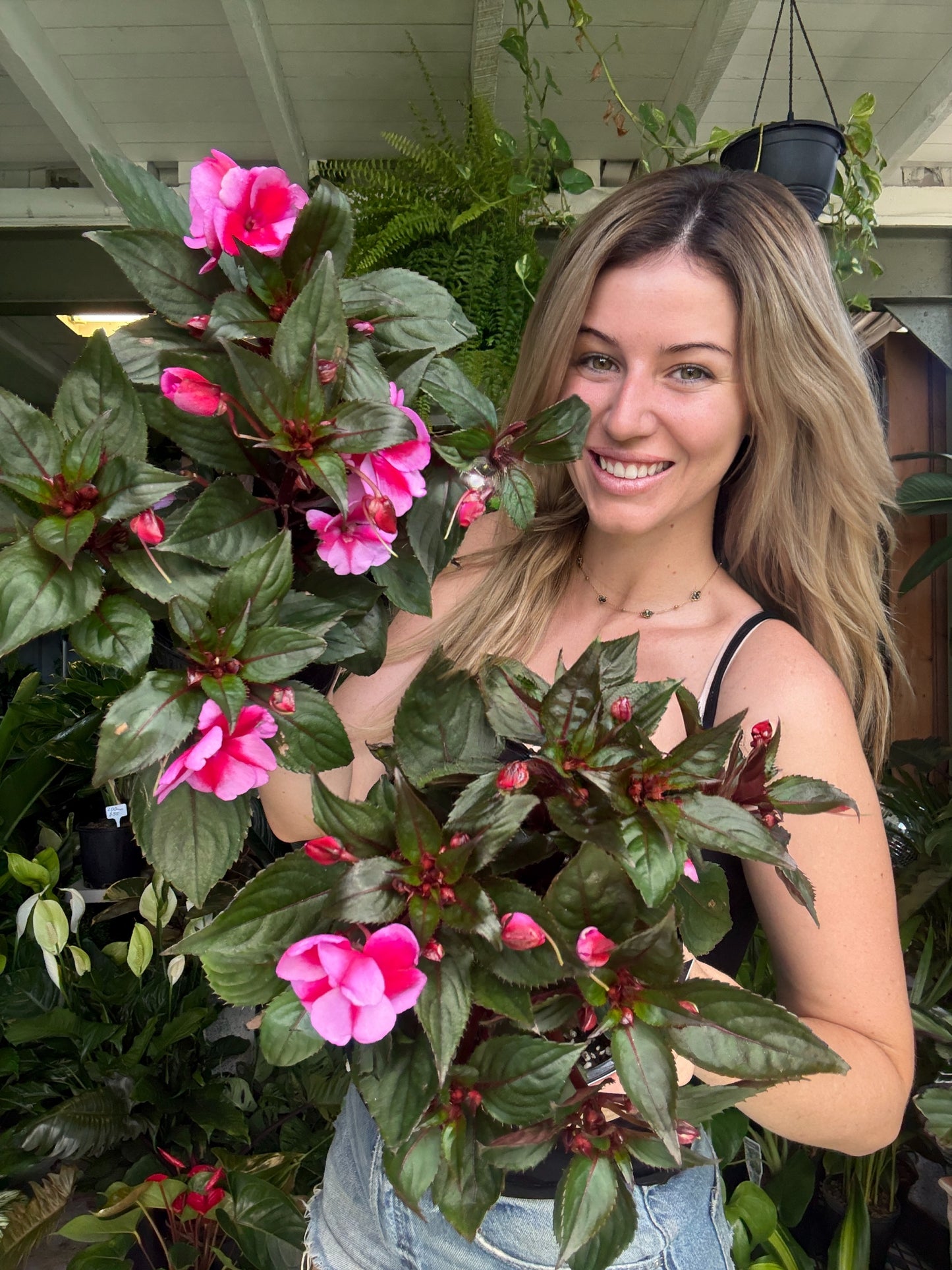 SunPatiens Impatiens โ Red Candy (New Guinea)