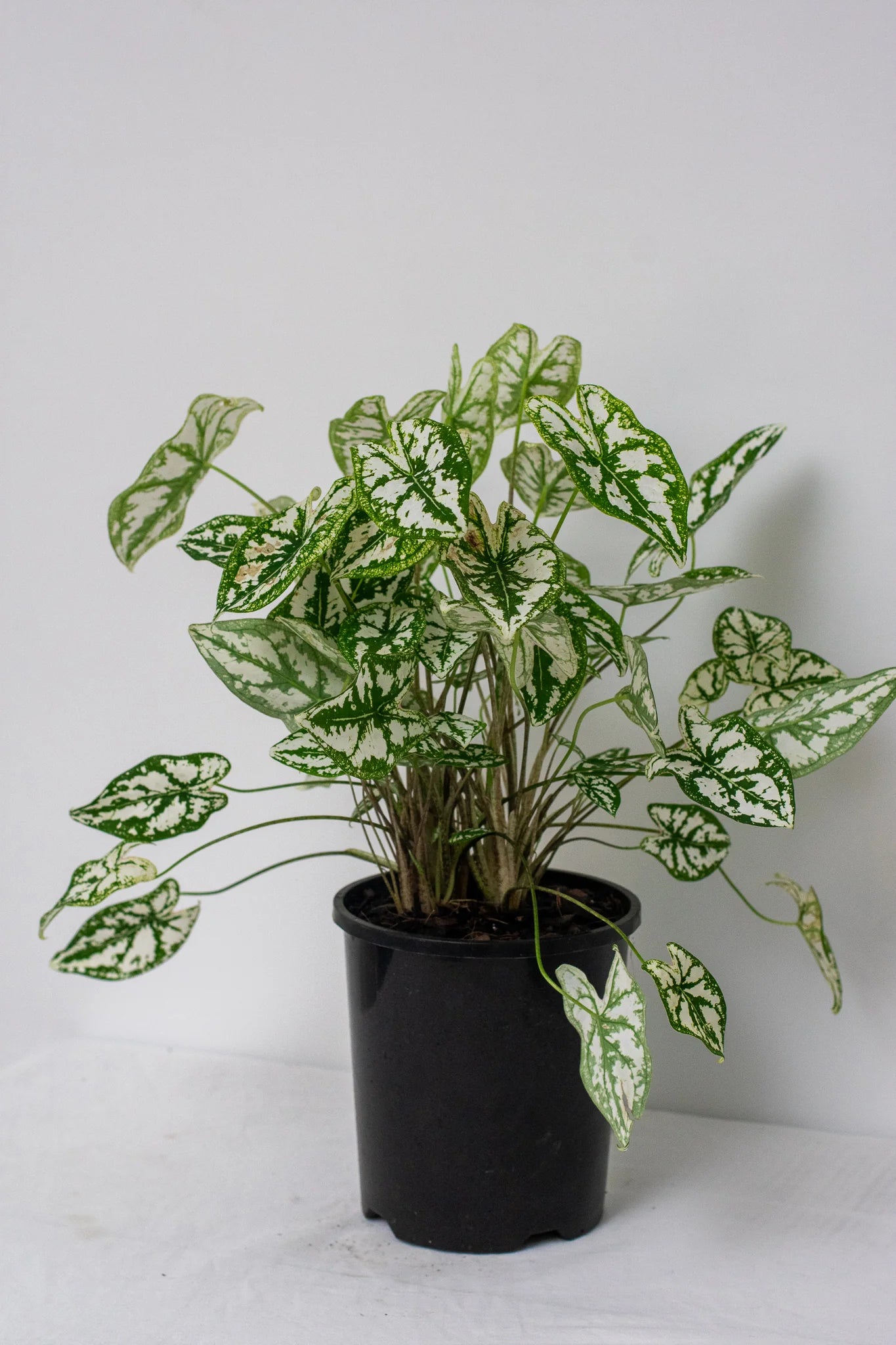 Caladium Angel Wings