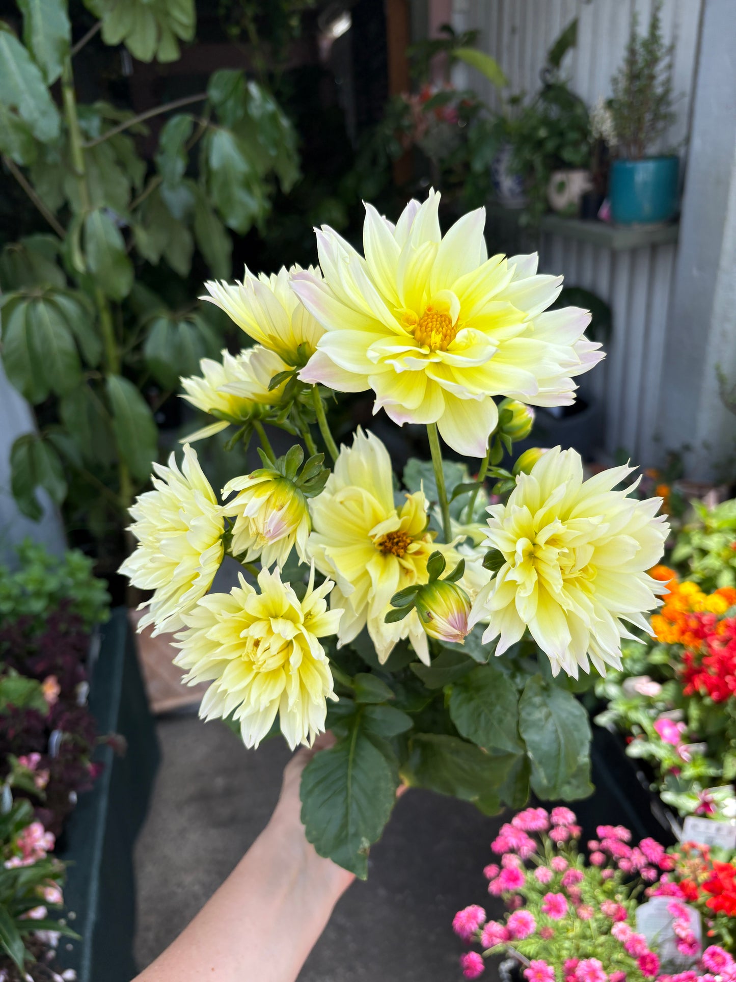 Dahlia - Gallery Blush