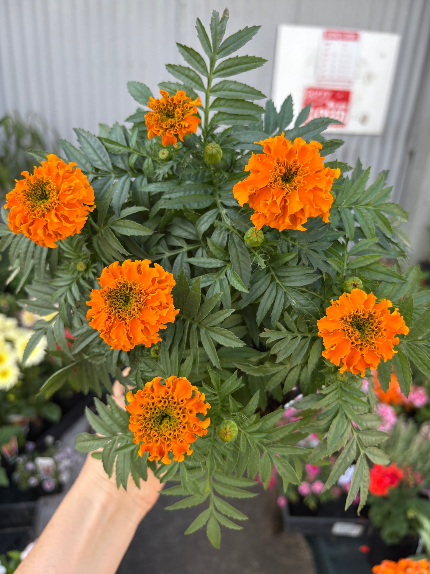 Marigold (Tagetes spp.) Mixed in JUMBO 6 pack