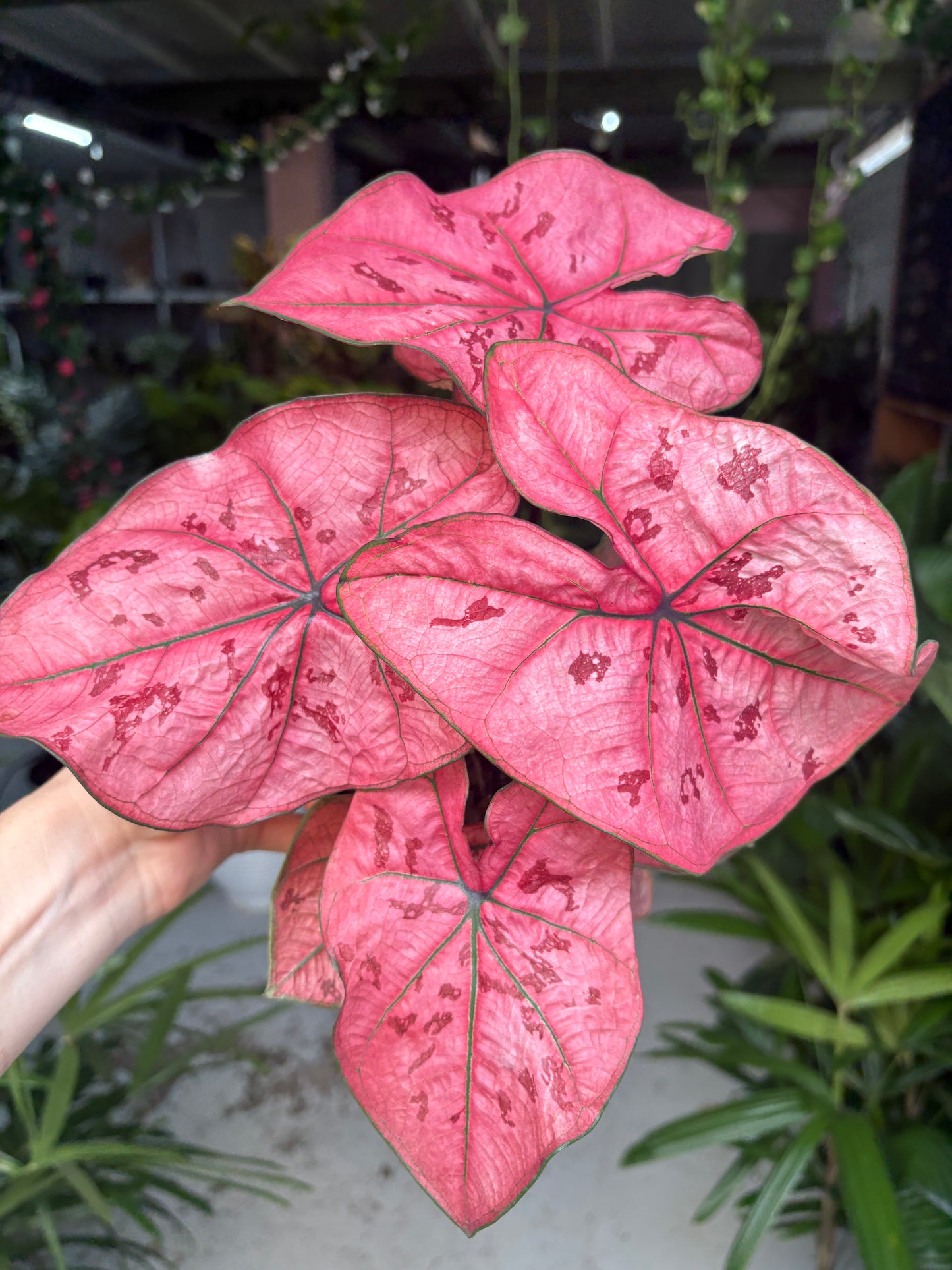 Caladium Scarlett Girl