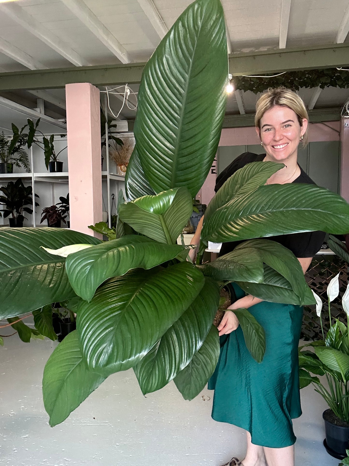 Spathiphyllum Sensation