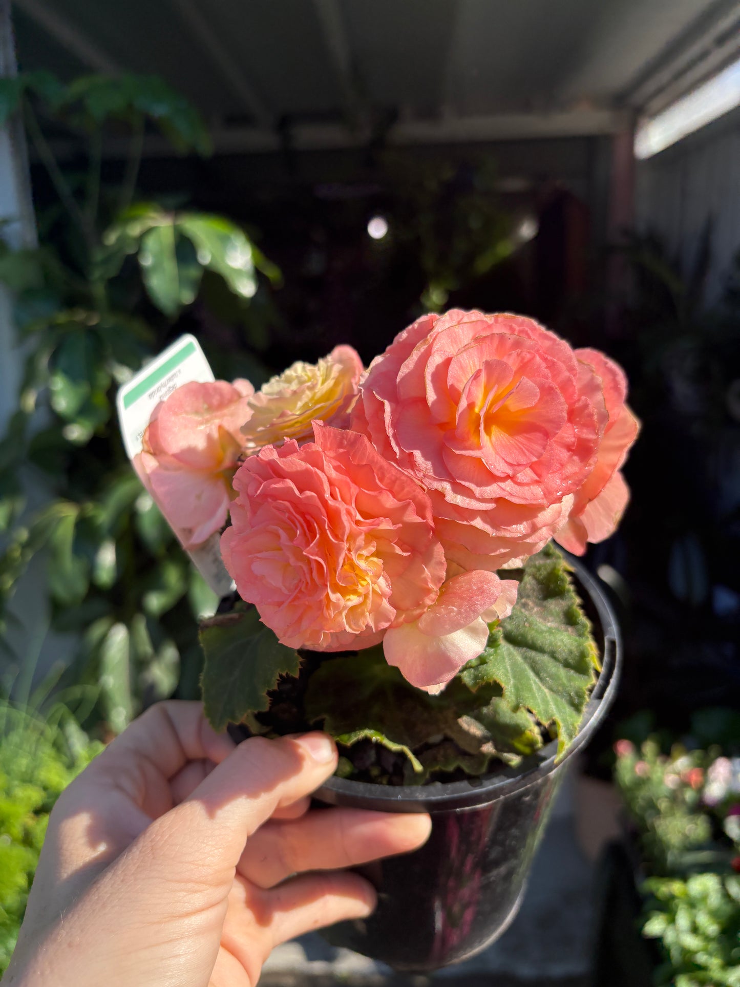 Begonia Urban Sweet Peach