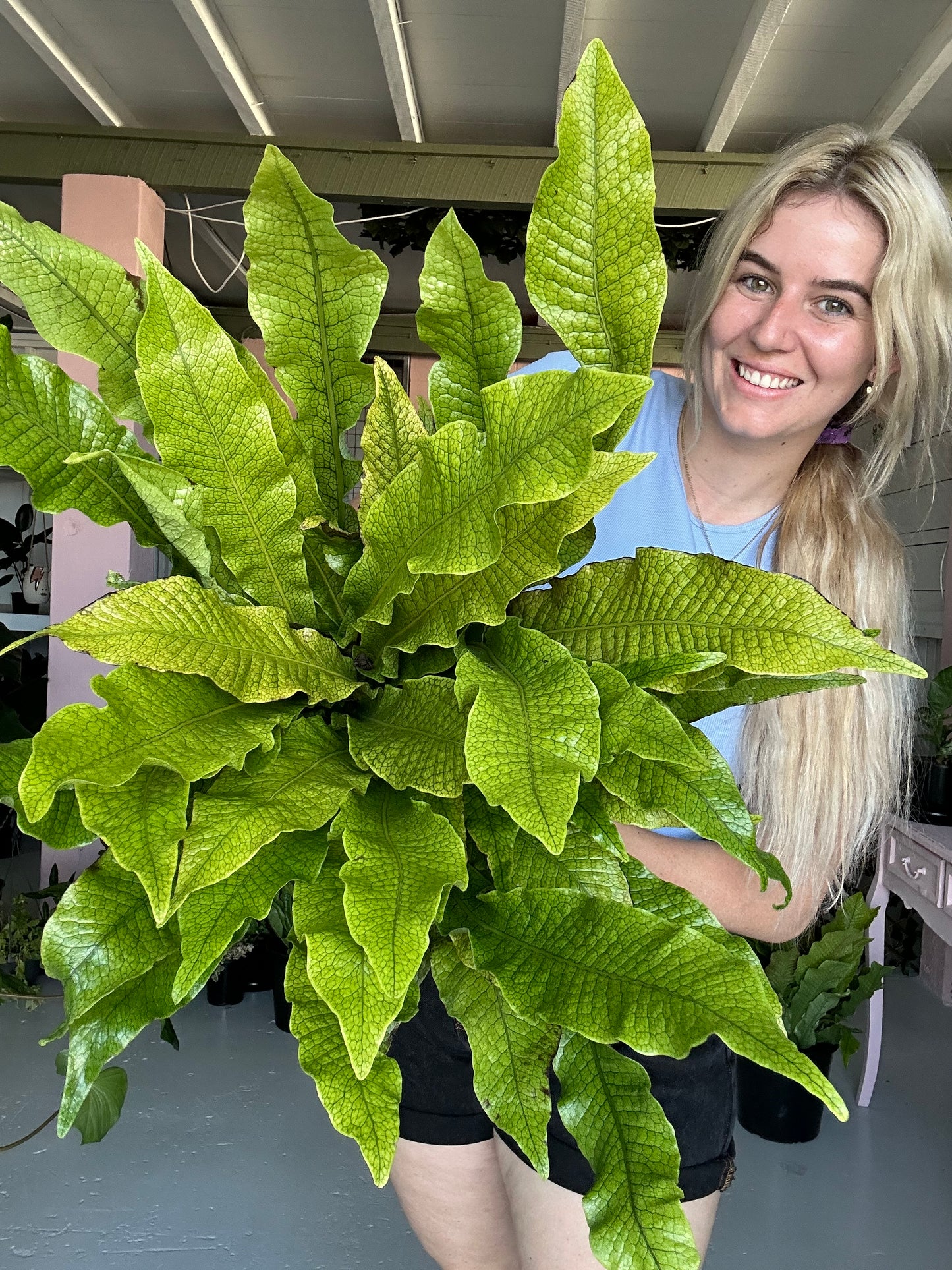 Crocodile Fern Large