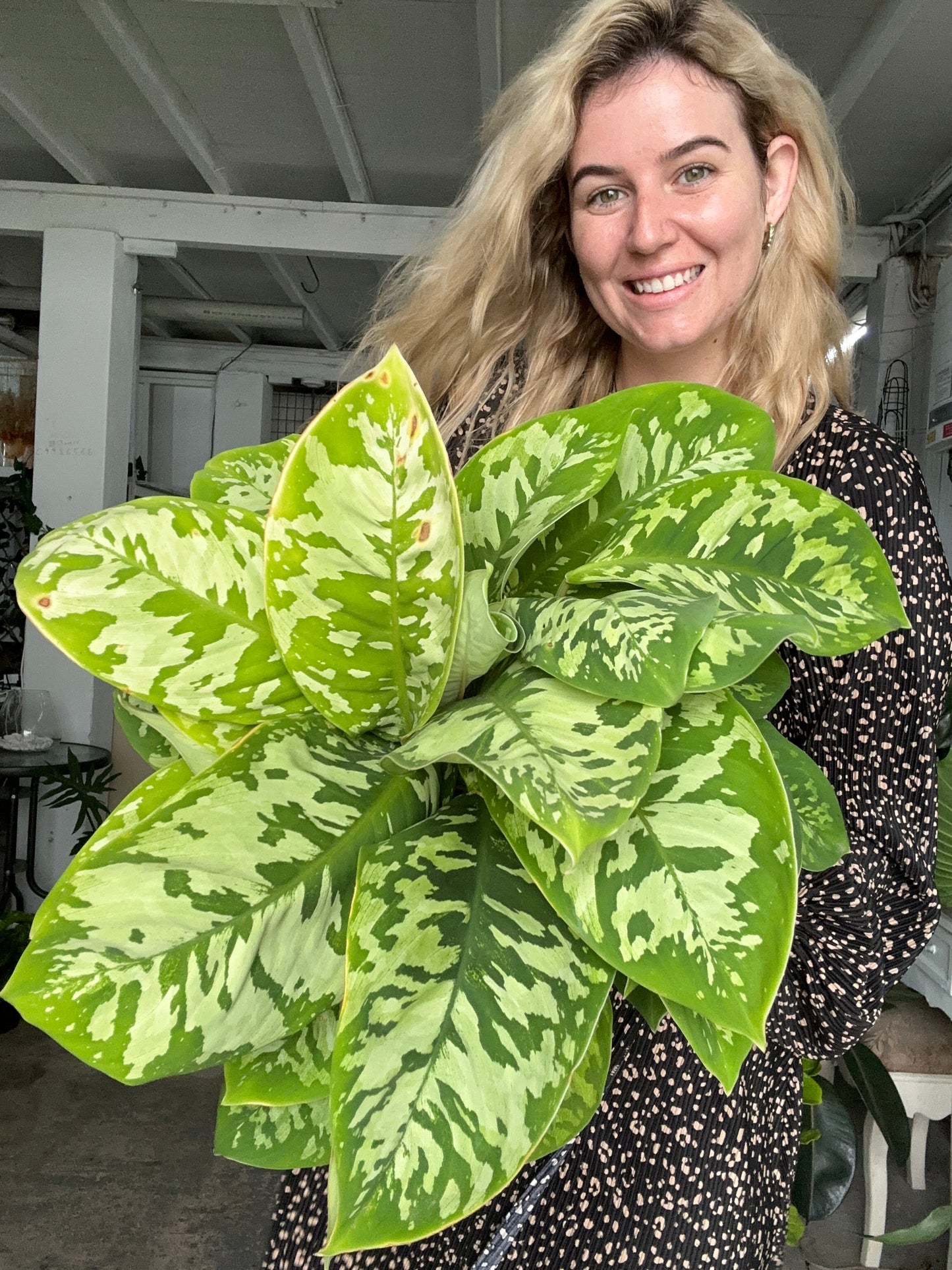 Homalomena Camouflage