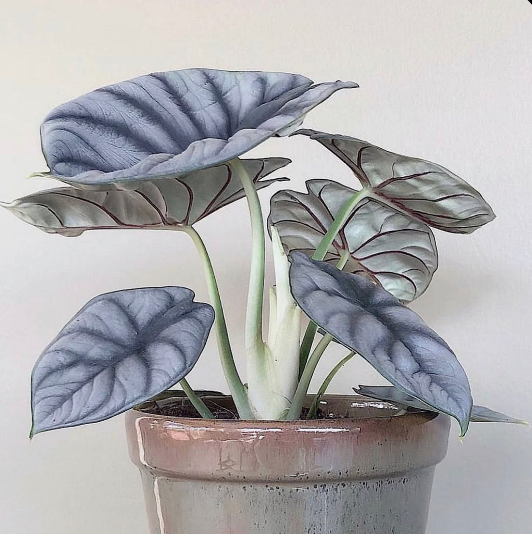 Alocasia Silver Dragon