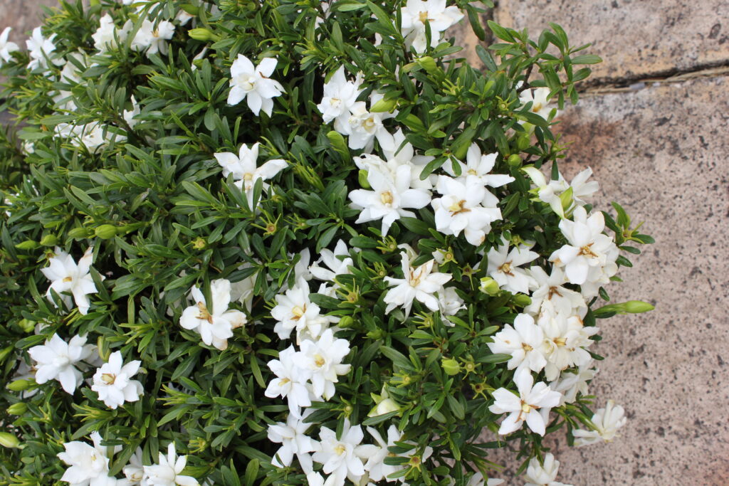 Gardenia 'O' So Fine