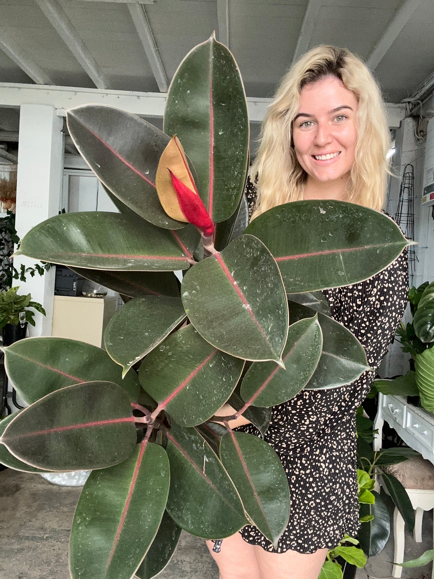 Ficus Burgundy