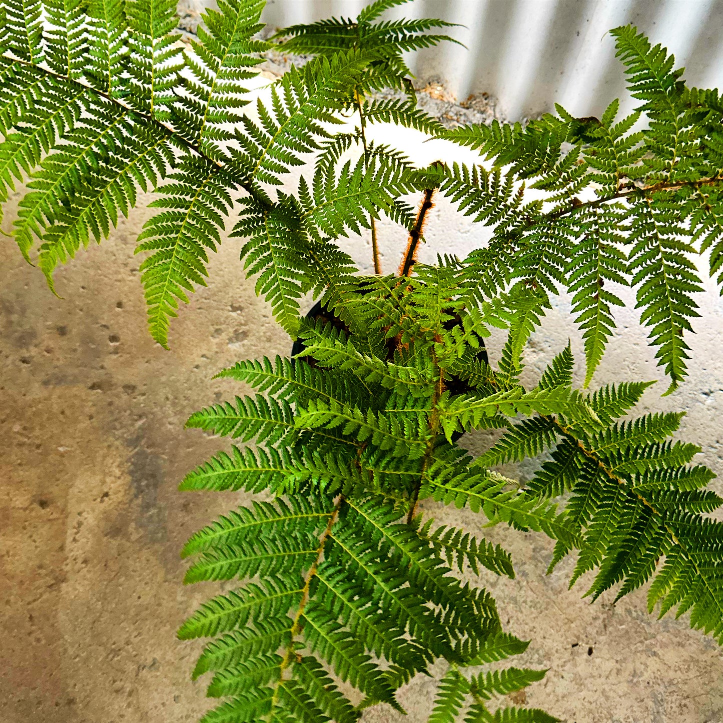 Tree Ferns