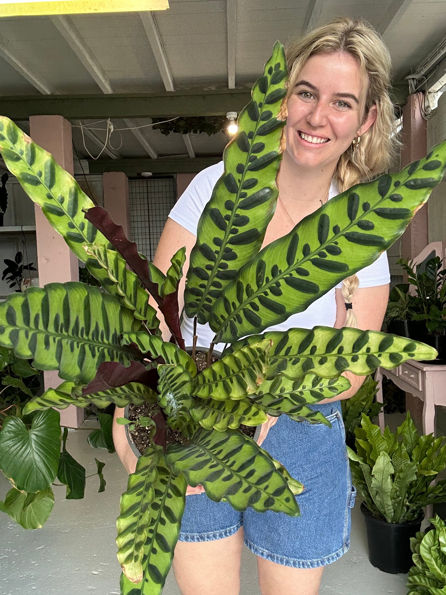 Calathea Rattlesnake