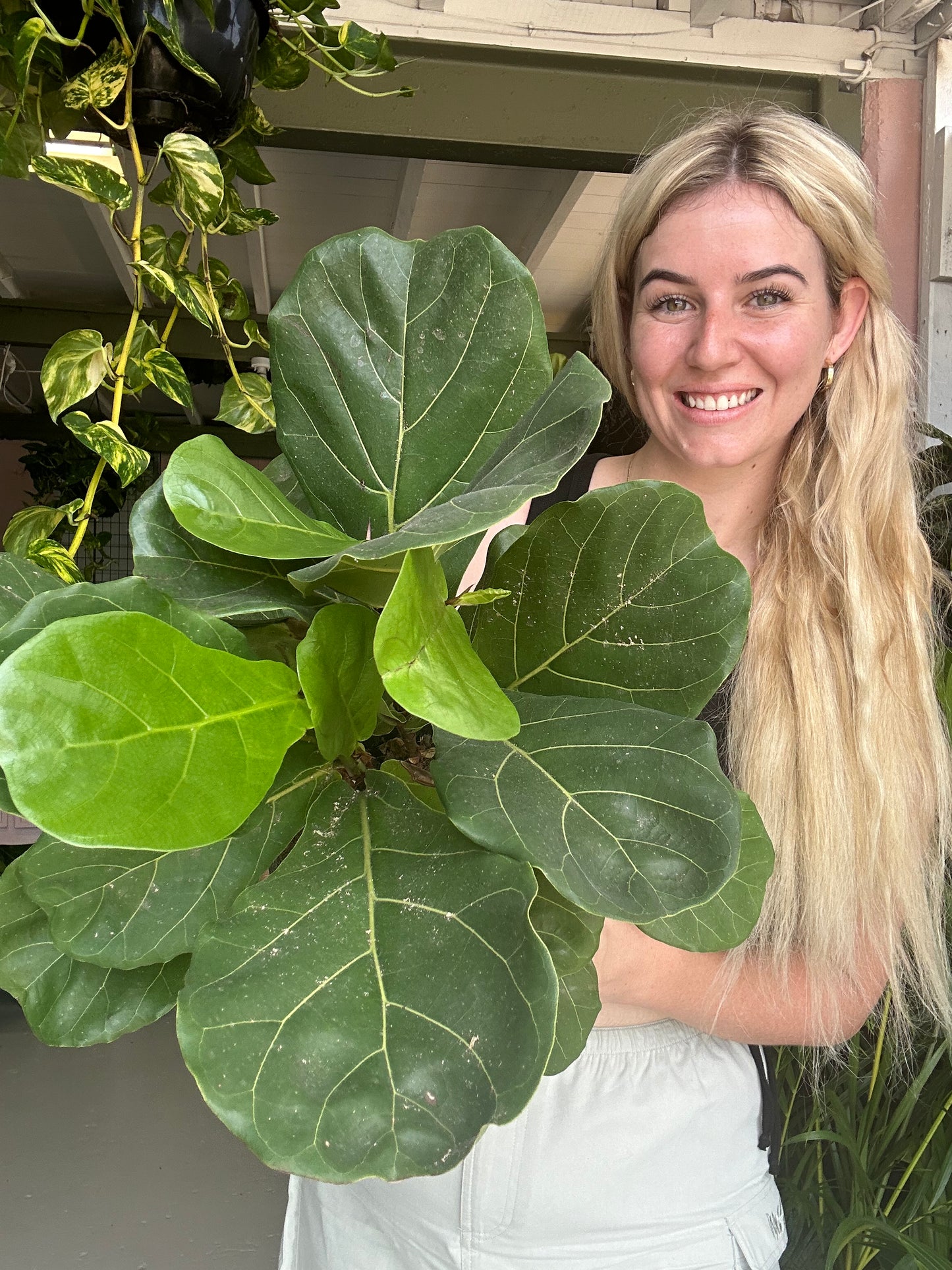 Ficus Lyrata (Fiddle Leaf Fig)