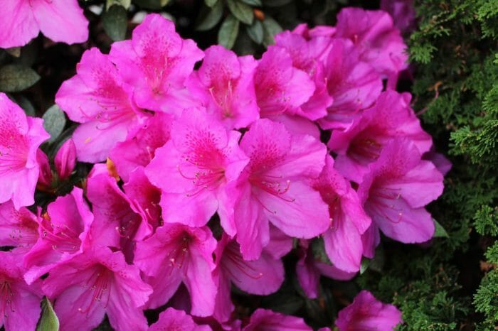 Azalea Magnifica