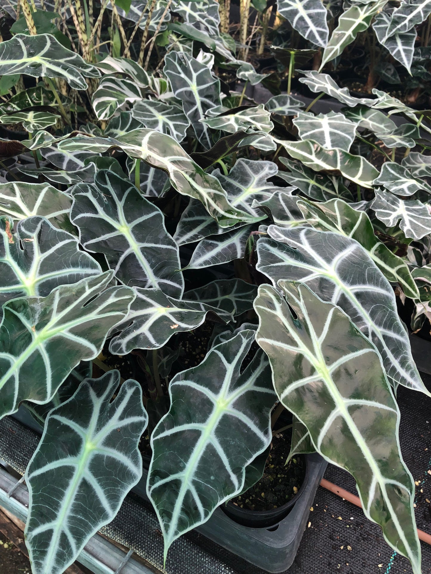 Alocasia Amazonica Dwarf