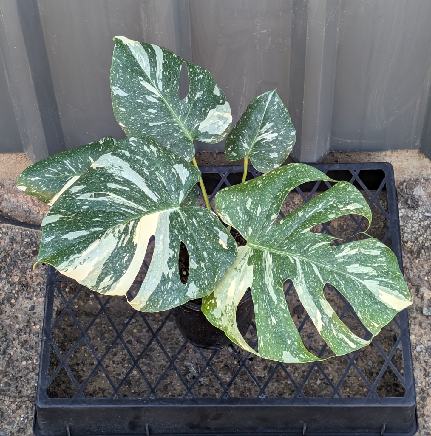 Monstera Thai Constellation