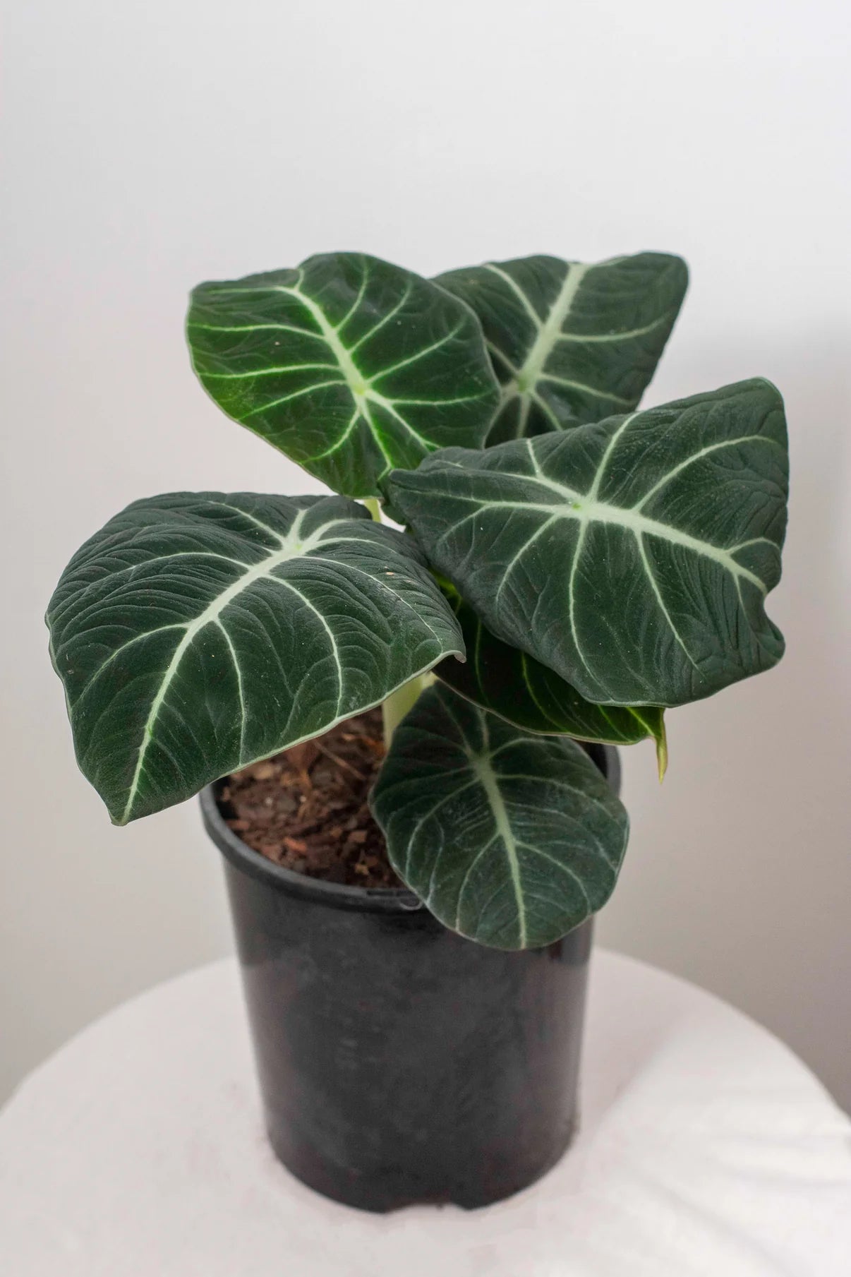 Alocasia Black Velvet