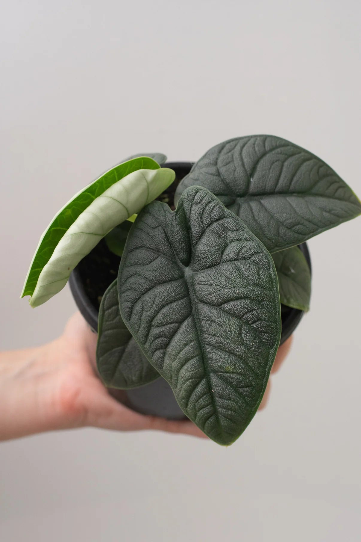 Alocasia Melo
