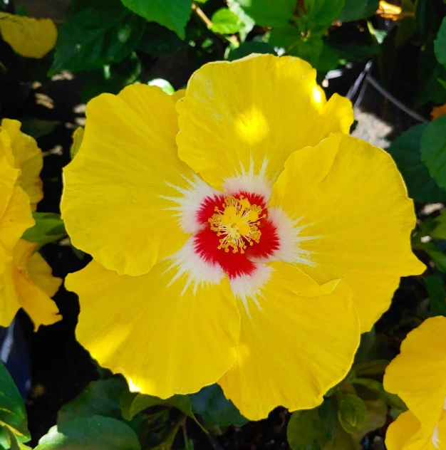 Hibiscus ‘Fantasy Lemon Delight’