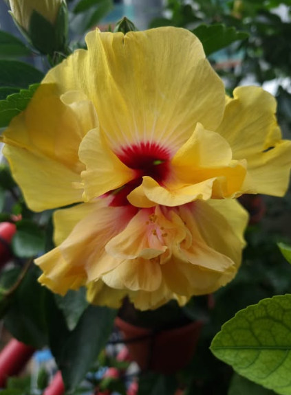 Hibiscus ‘Adonicus Double Yellow’