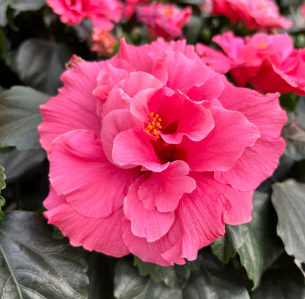 Hibiscus ‘Adonicus Double Pink’
