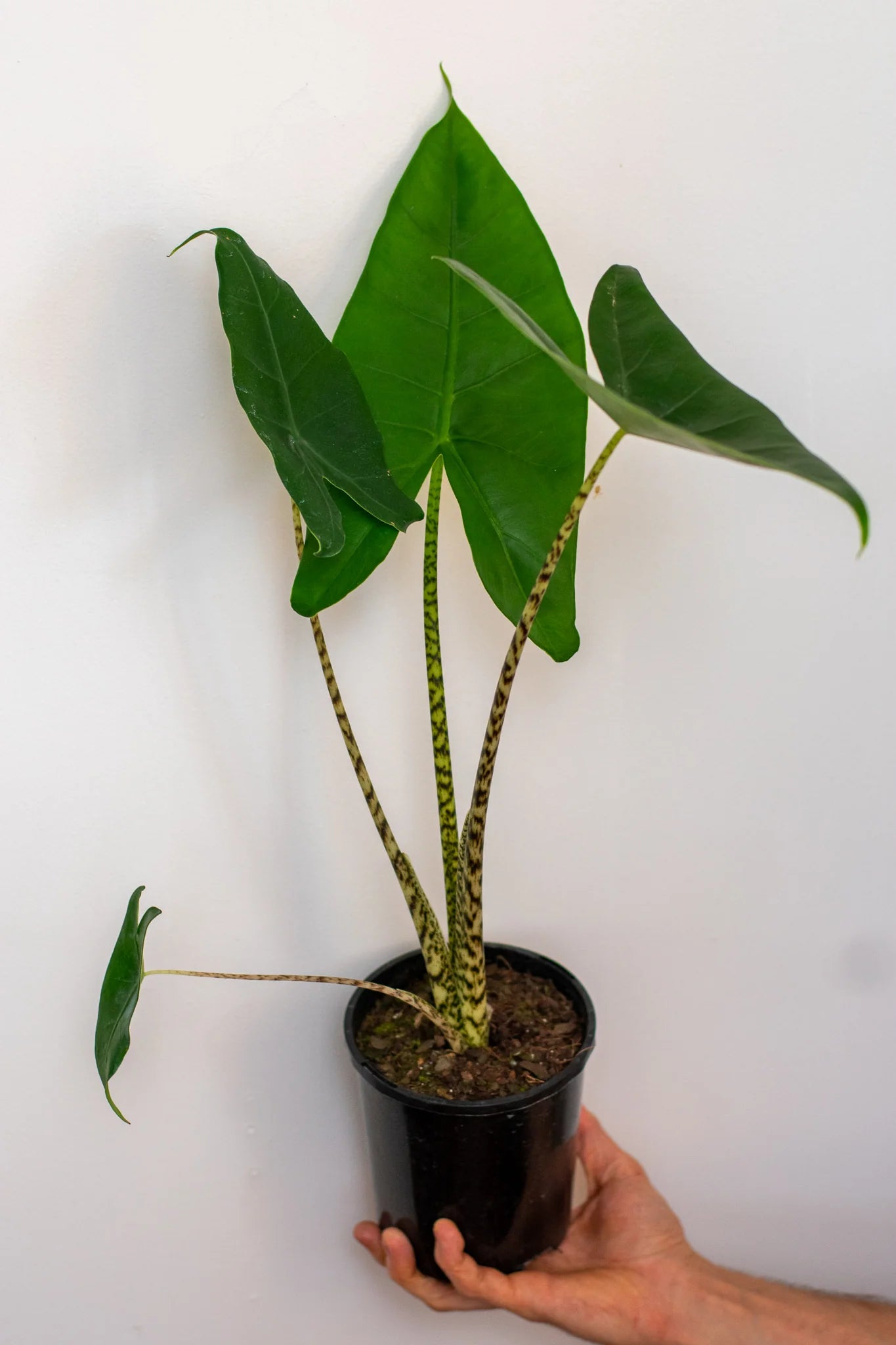 Alocasia Zebrina