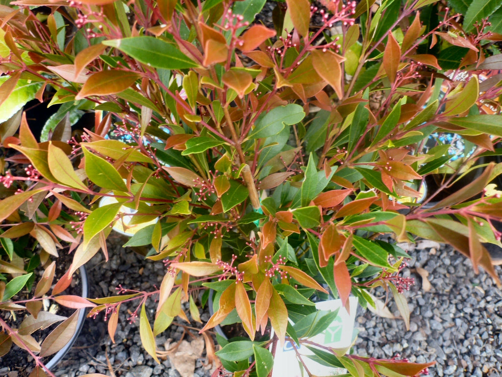 Acmena smithii Forest Flame