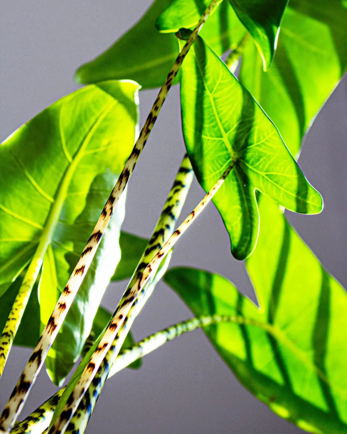 Alocasia Zebrina
