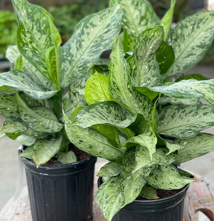 Dieffenbachia memoria corsii