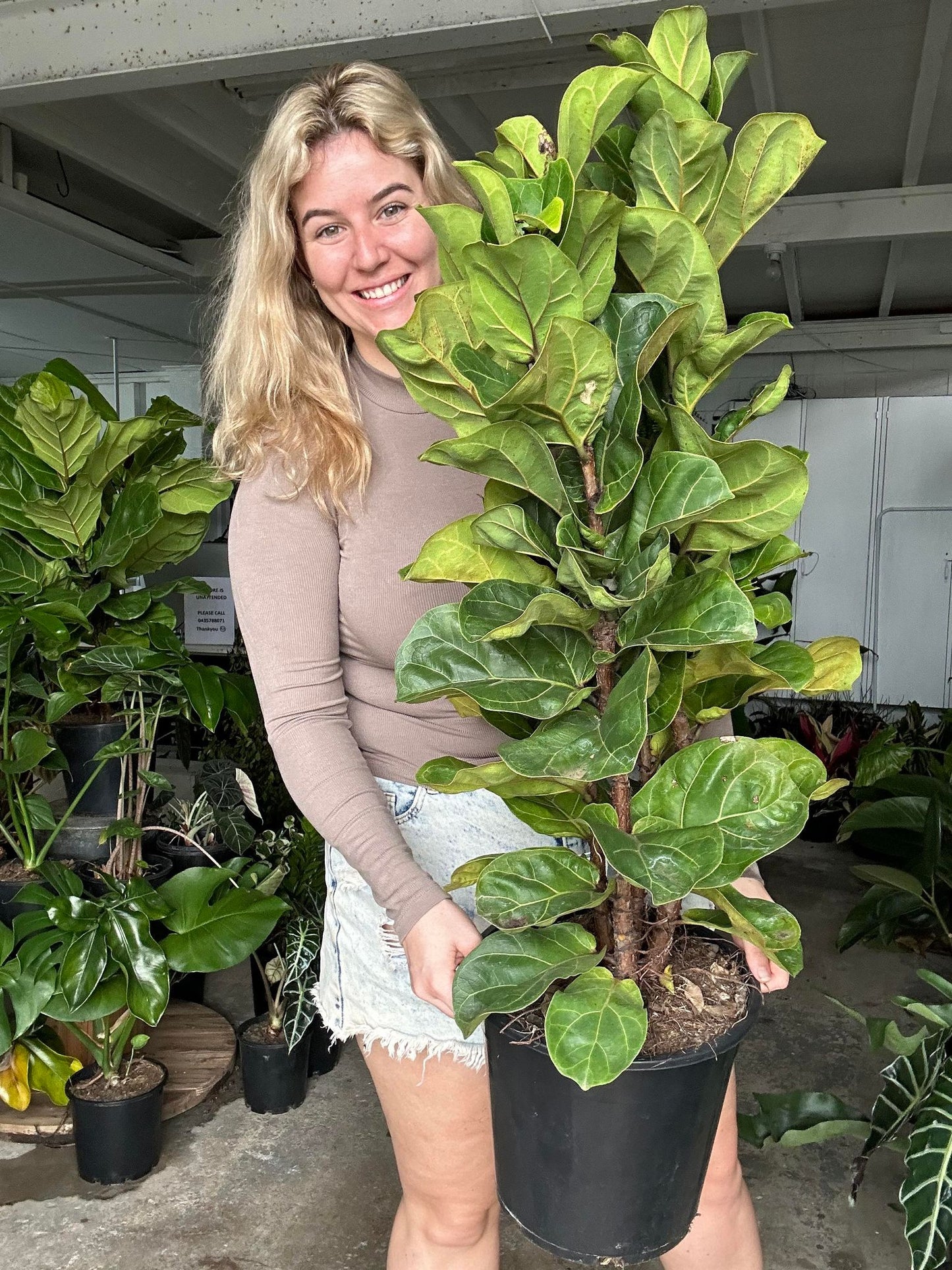 Ficus Bambino