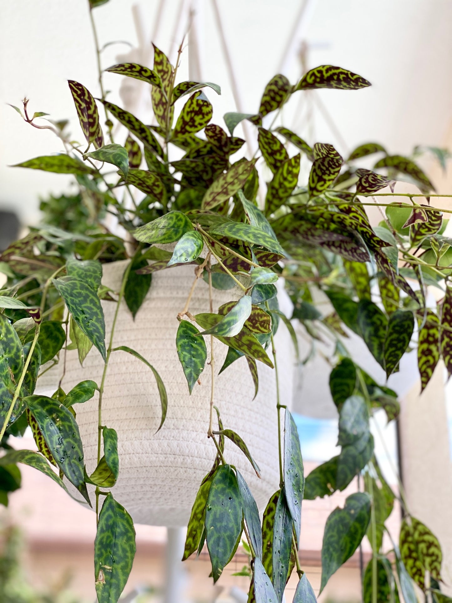 Aeschynanthus Black Pagoda
