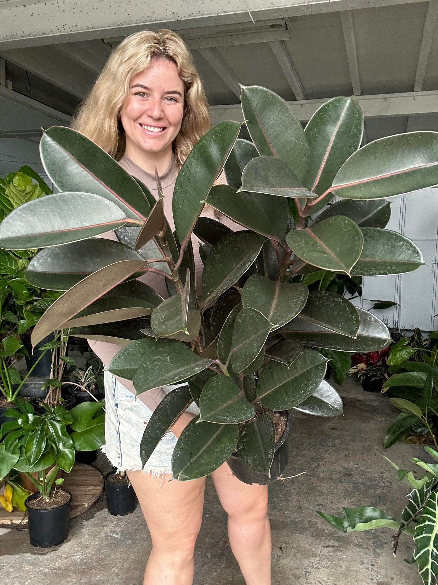 Burgundy Rubber Tree