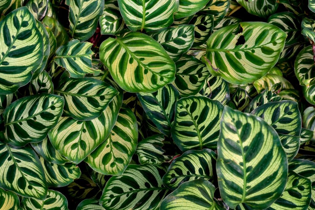 Calathea Makoyana