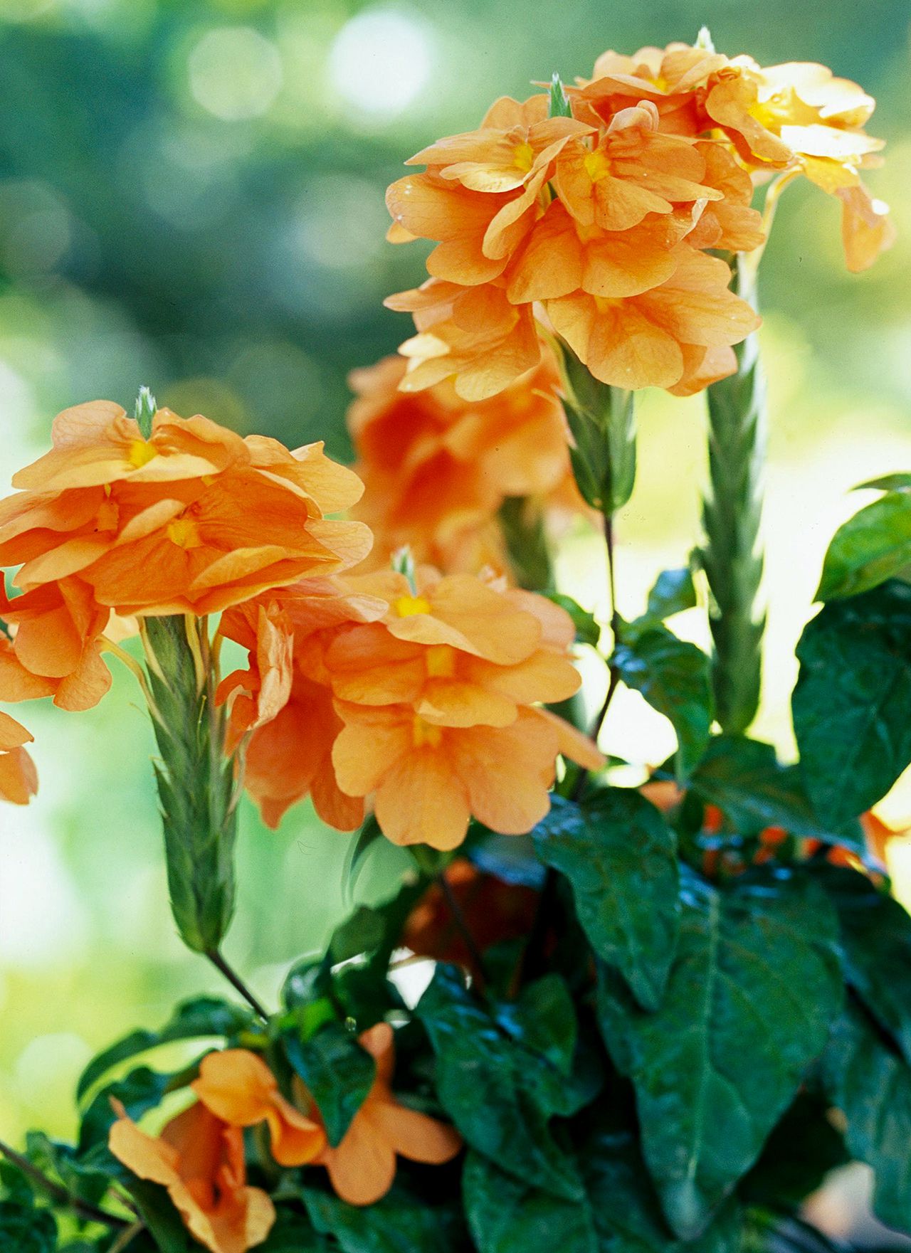 Crossandra infundibuliformis