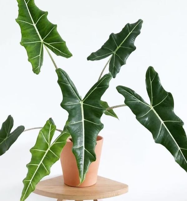 Alocasia Sarian