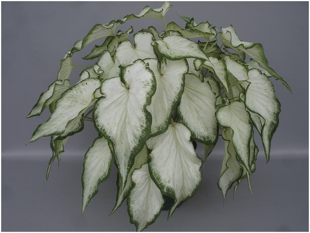 Caladium Icicles