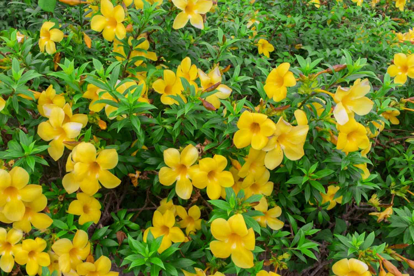 Allamanda Cathartica Sunee