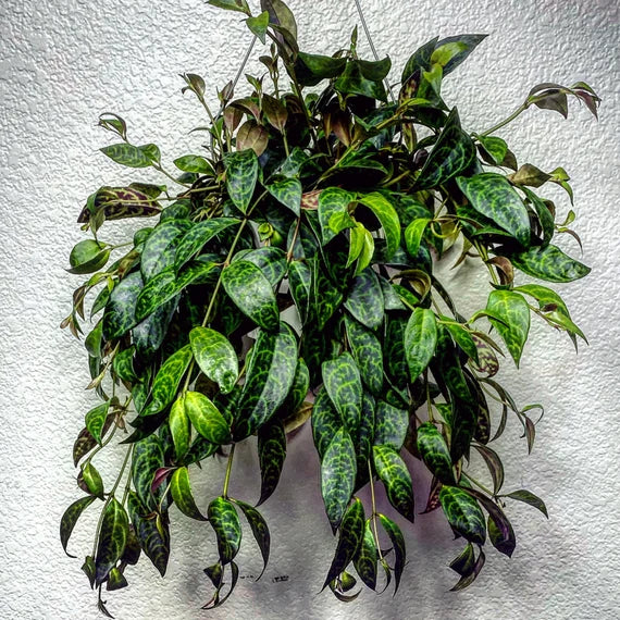 Aeschynanthus Black Pagoda