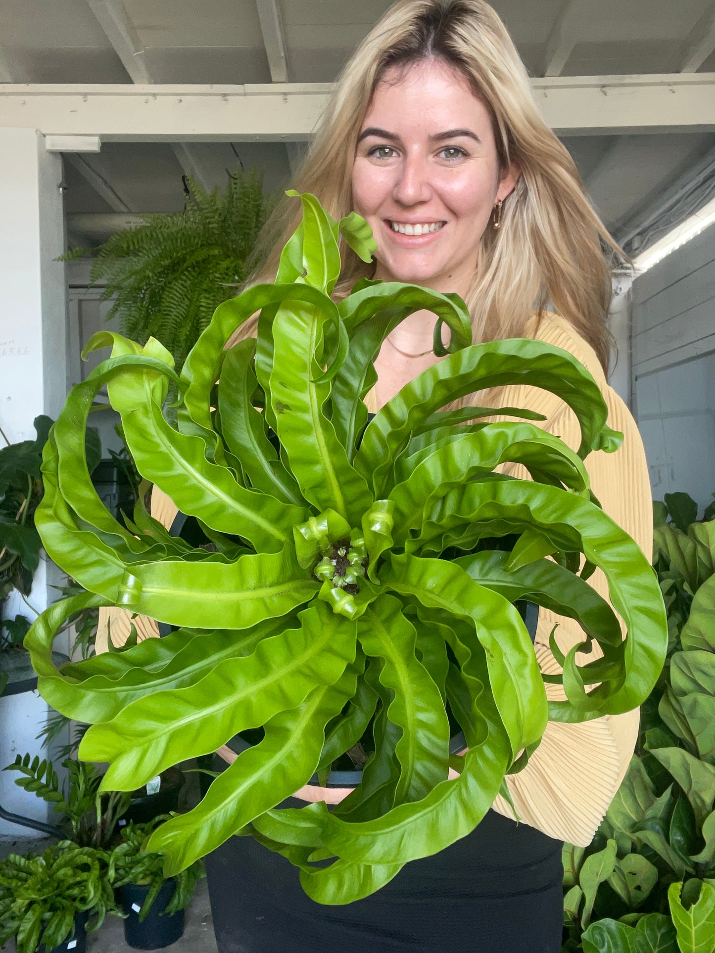 Hurricane Fern
