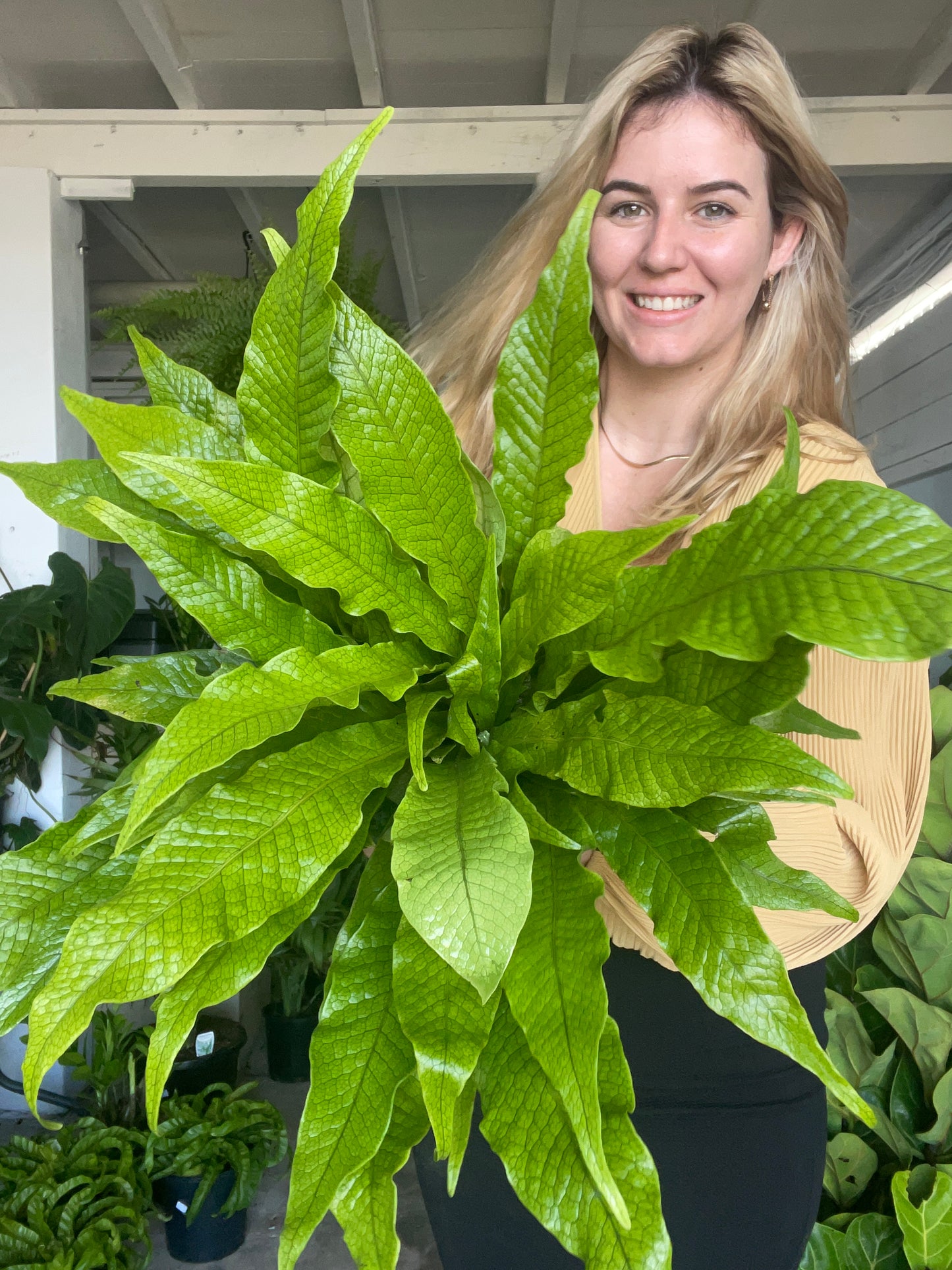 Crocodile Fern