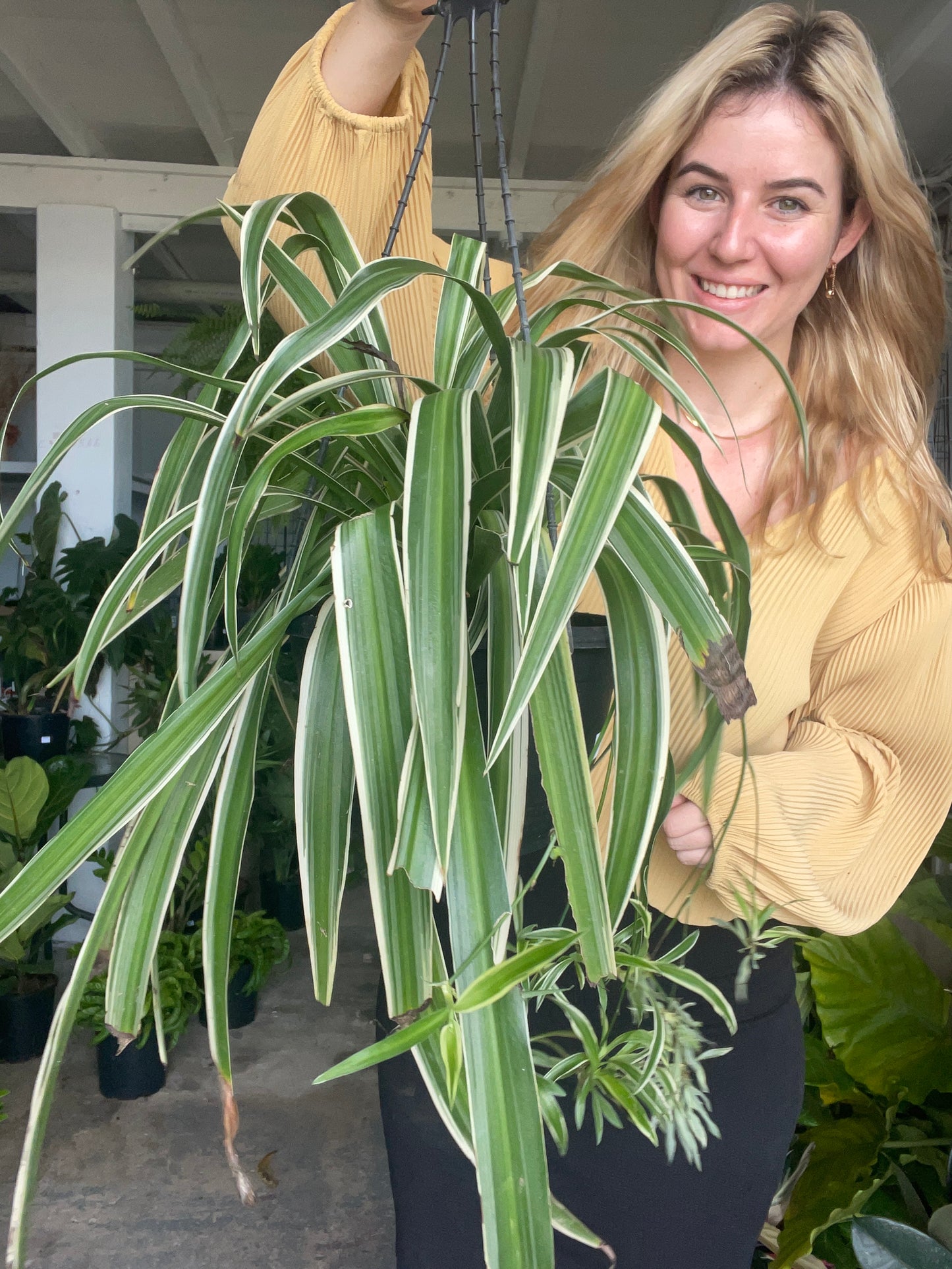Spider Plant Hanger