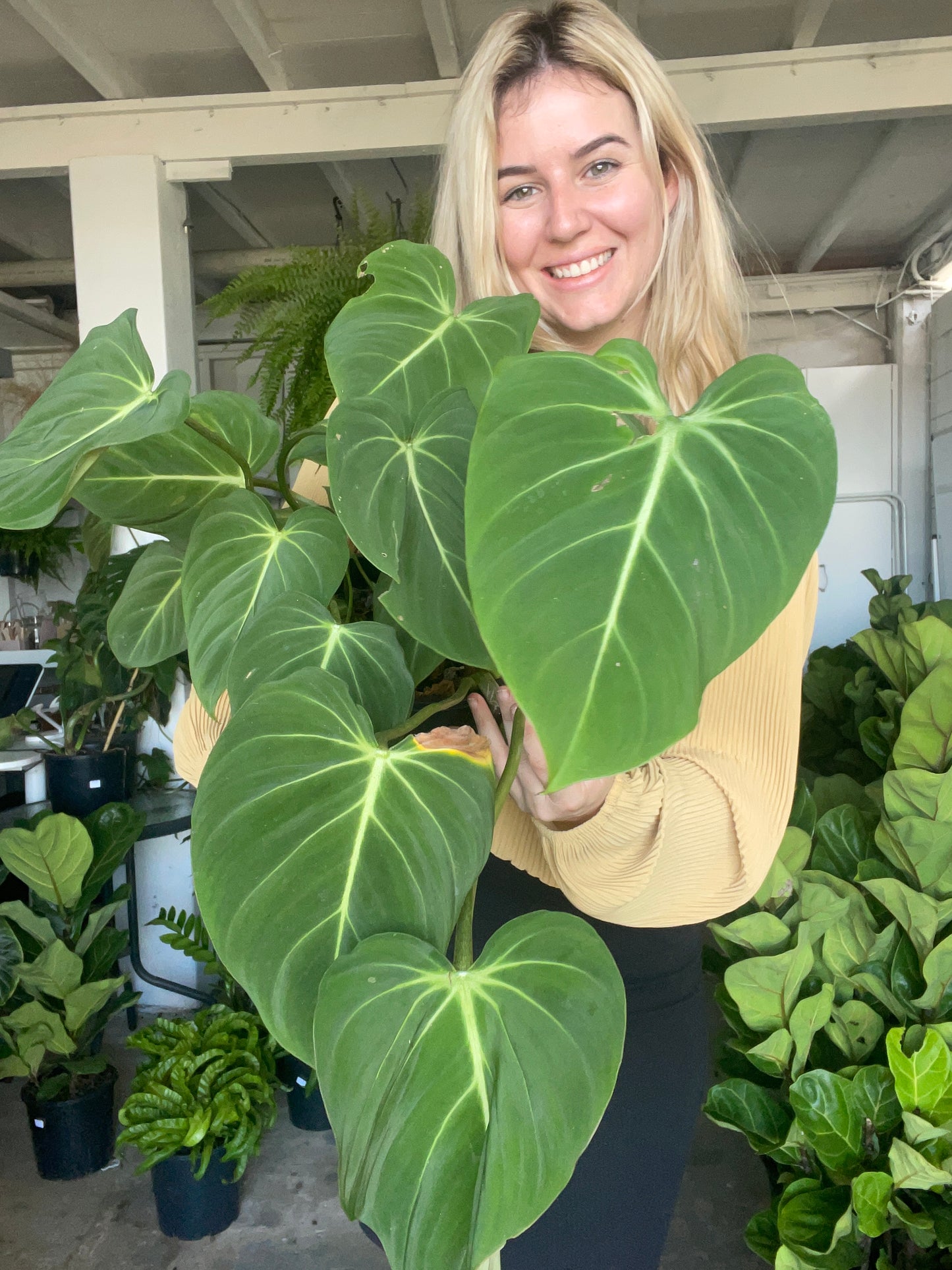 Philodendron Gloriosum