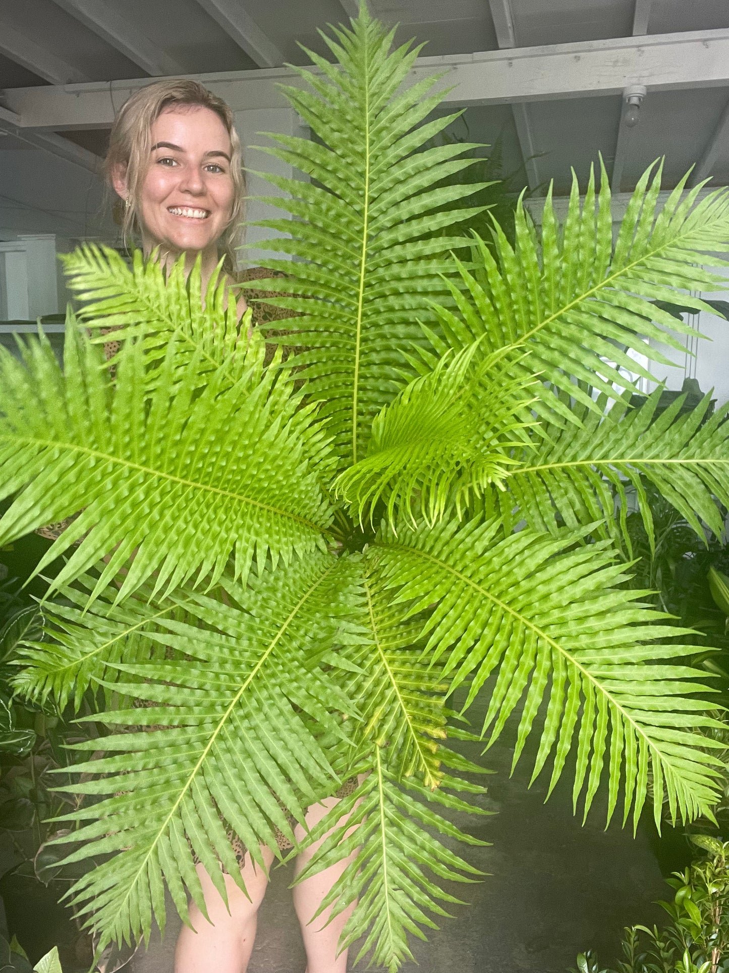 XL Blechnum Silver Lady Fern
