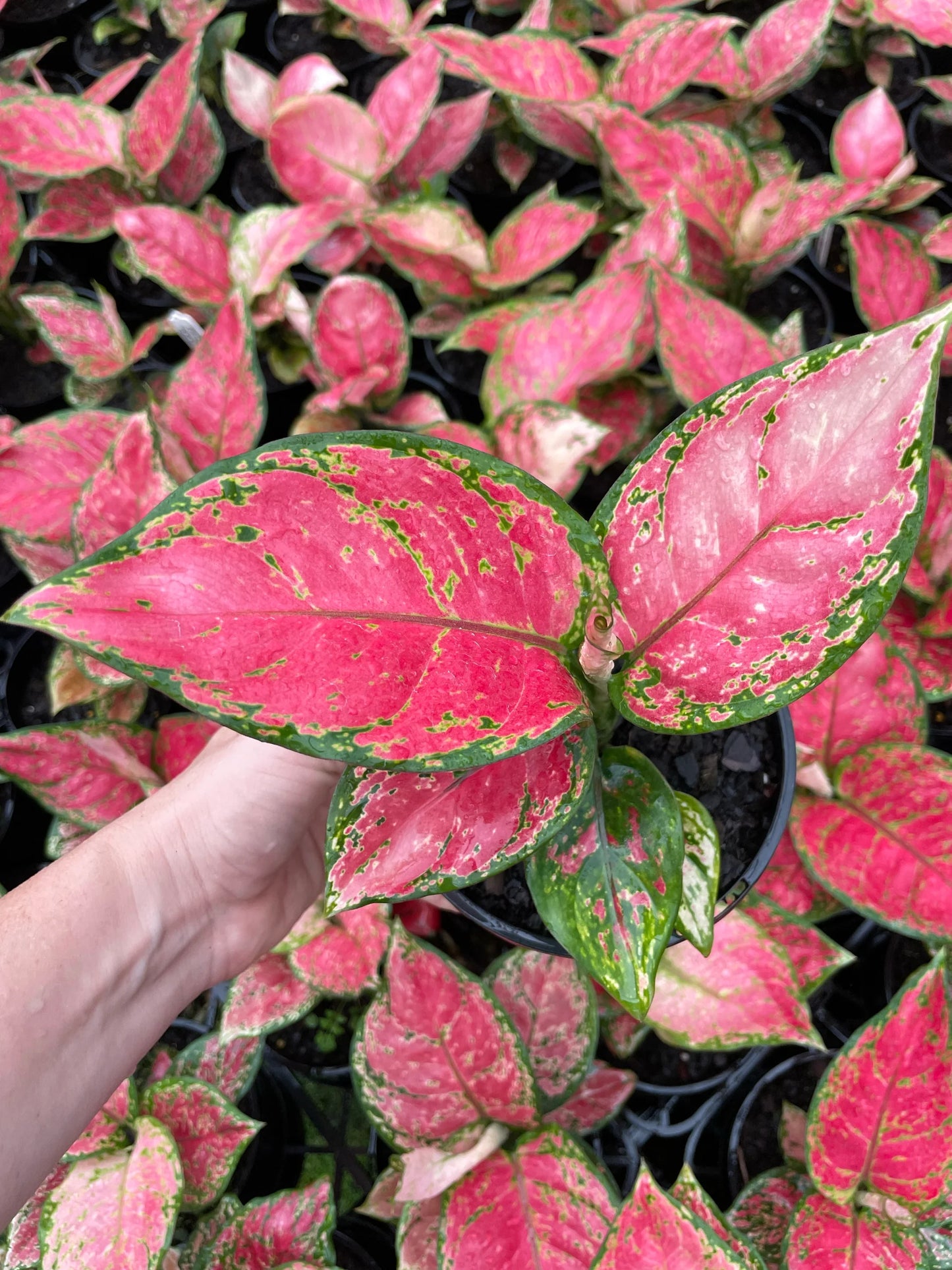 Aglaonema Red Valentine